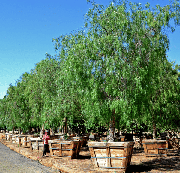 5 Evergreen Trees for Front Yard Privacy in California